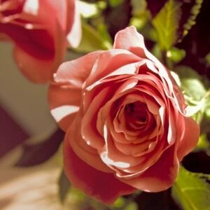 Hello Poshers 💐✨️